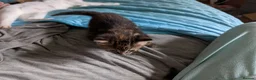 Mixed Breed cats for sale: Bengal x Maine coon  - Advert 10