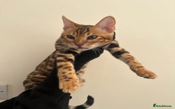 Bengal cats for sale: 😻OUTSTANDING TICA reg BENGAL KITTENS  - Image 5