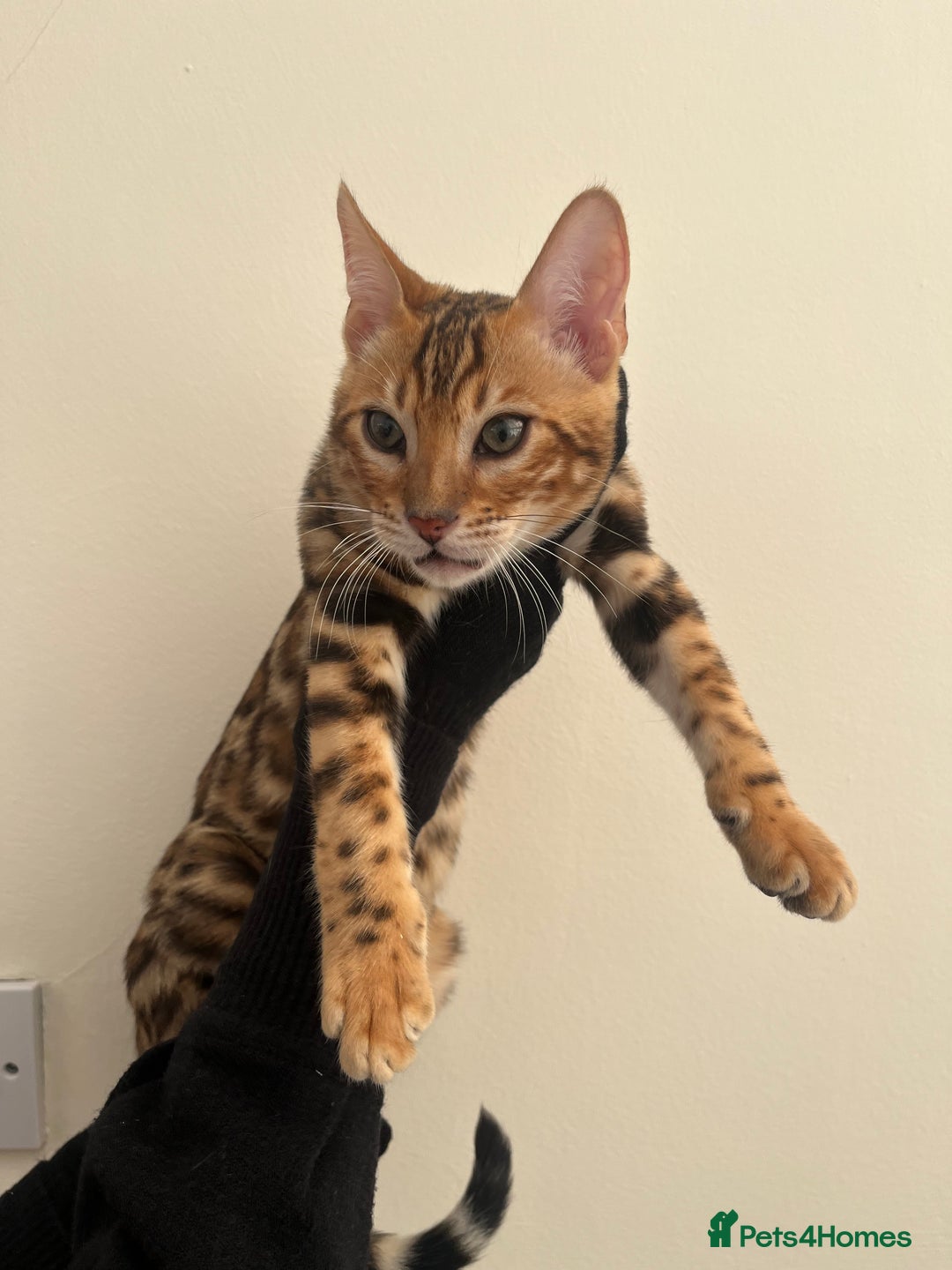 Bengal cats for sale: 😻OUTSTANDING TICA reg BENGAL KITTENS  - Image 5