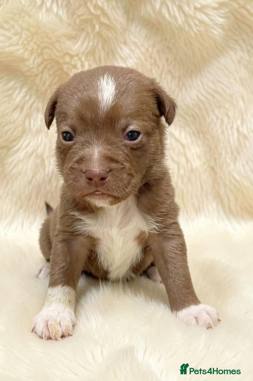 Mixed Breed dogs French Bull Jack Puppies - Advert 18
