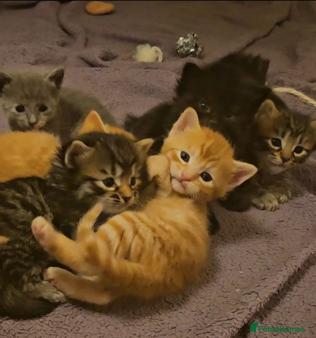 Mixed Breed cats for sale: Elven Bengal Mixes - Advert 3