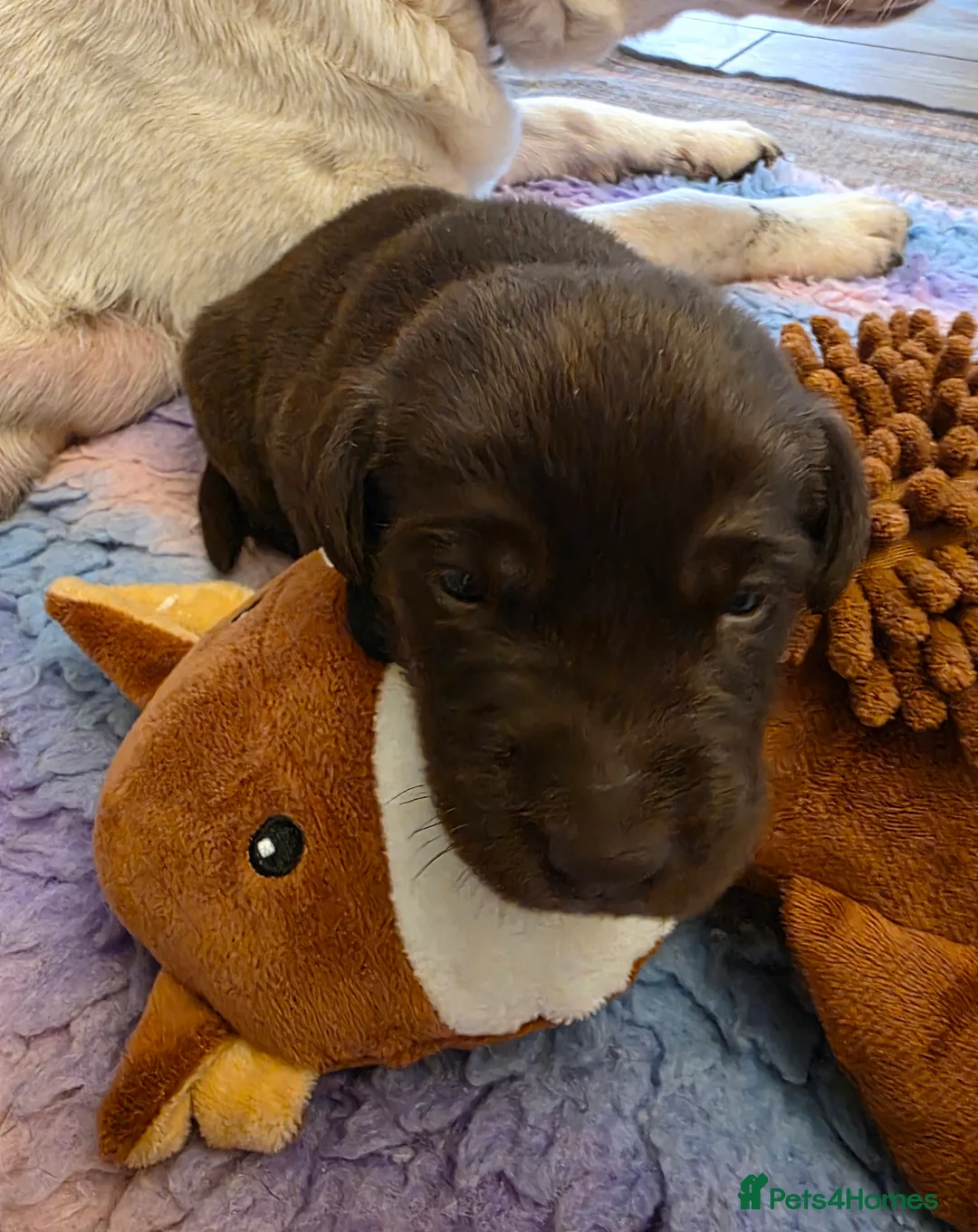 Labrador Retriever dogs for sale: Gorgeous Chocolate Labradors  - Advert 2