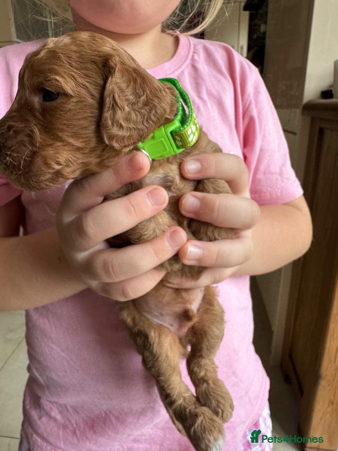 Cockapoo dogs Cockapoo puppies for sale - Advert 20