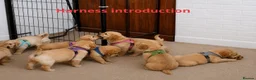 Golden Retriever dogs for sale: Beautiful Fox Red Golden Retrievers RKC rebistered - Advert 4