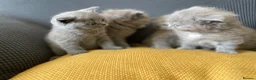 British Shorthair cats for sale: GCCF Registered British Shorthairs / Longhairs - Advert 14