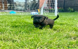 Labrador Retriever dogs for sale: Kc reg black working Labrador puppies  - Image 10