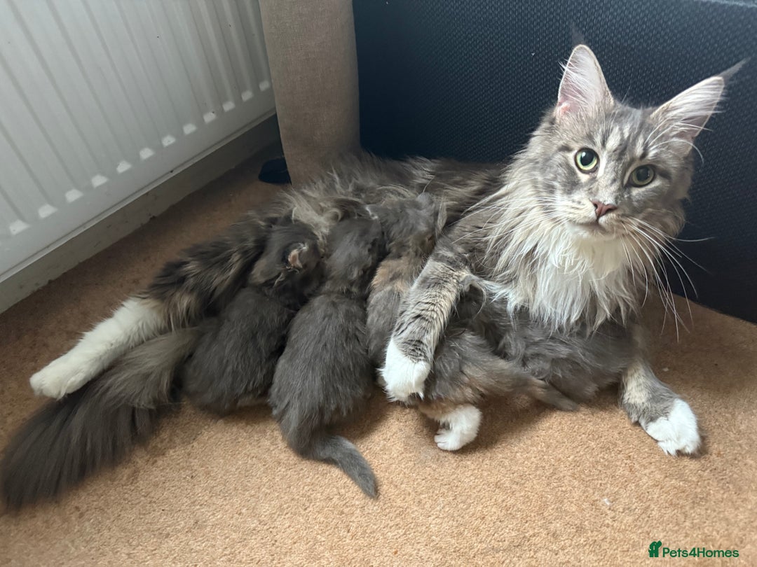 Maine Coon cats for sale: Beautiful torbie Maine Coon kittens - Image 2