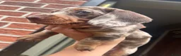 Dachshund dogs for sale: Female miniature Dachshund  - Advert 8