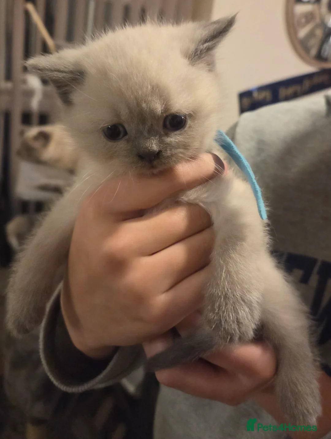 British Shorthair cats for sale: Colour point British short haired   in Derby - Advert 3