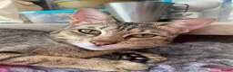 Savannah cats for sale: Stunning pedigree SAVANNAH girl f5 sbt - Advert 16