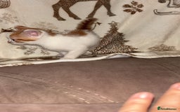 Mixed Breed cats for sale: Calico cross tabby  - Image 8