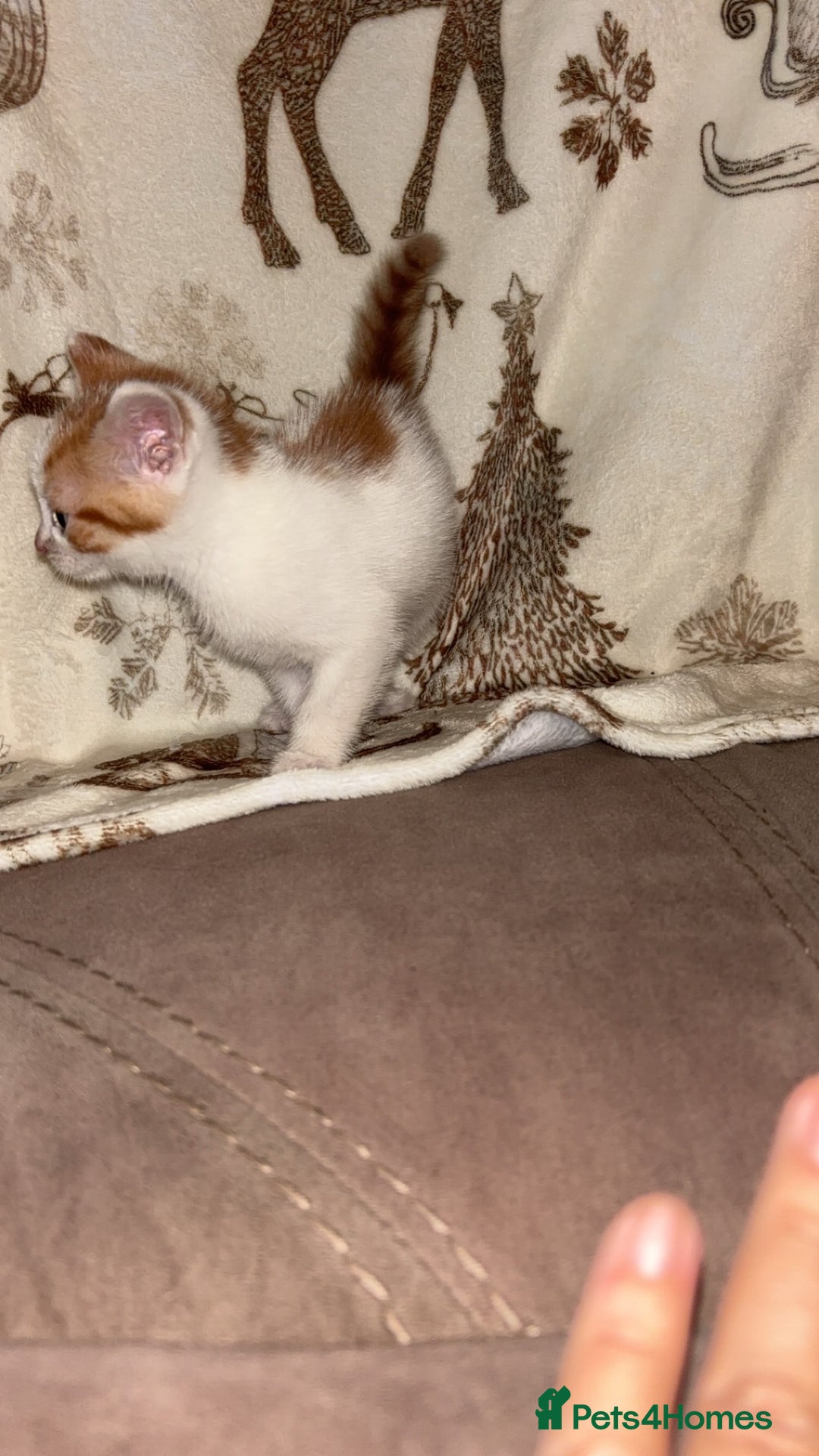 Mixed Breed cats for sale: Calico cross tabby  - Image 8