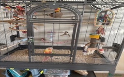 Conures birds for sale: Green cheek pineapple conure  - Image 3