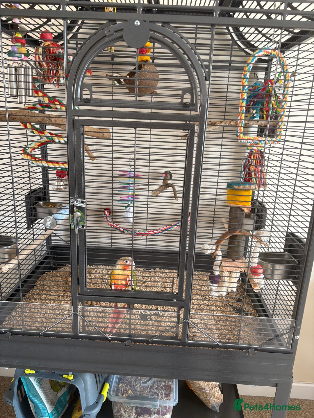 Conures birds for sale: Green cheek pineapple conure  - Image 3