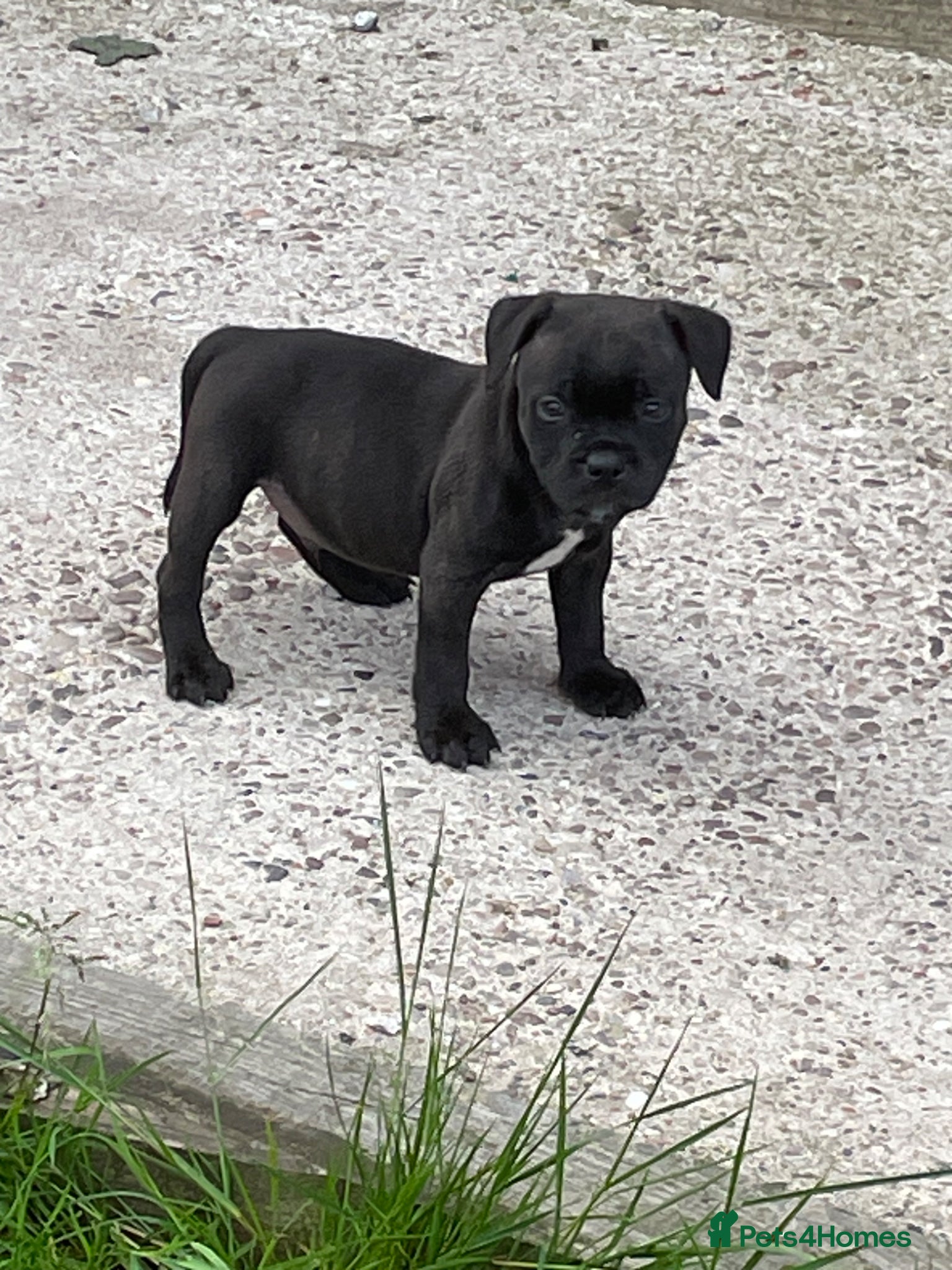 Staffordshire Bull Terrier dogs KC REGISTERED 3 BLACK BOYS 1 GIRL - Advert 1