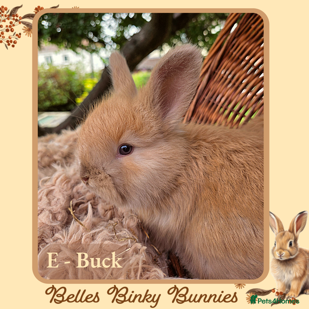 Angora rabbits for sale: 🧡 Pure Bred Angora Babies 🧡 For Reserve - Image 5