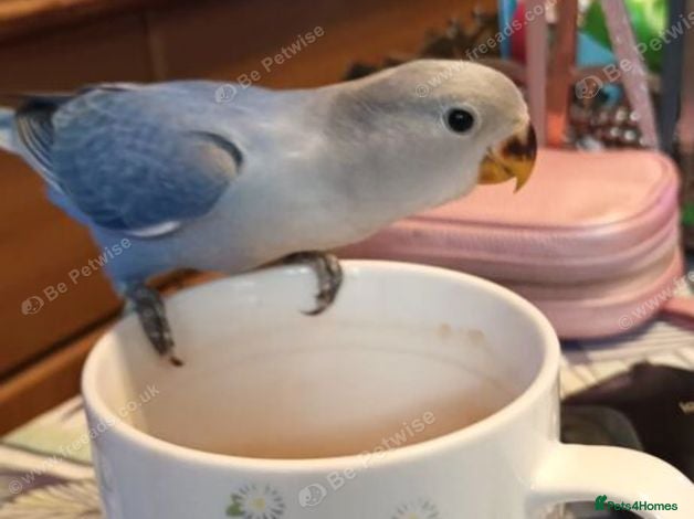 Lovebirds birds Beautiful super friendly hand reared lovebird - Advert 1