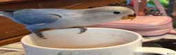 Lovebirds birds for sale: Beautiful super friendly hand reared lovebird - Advert 1