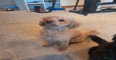 Mixed Breed dogs - Advert 5