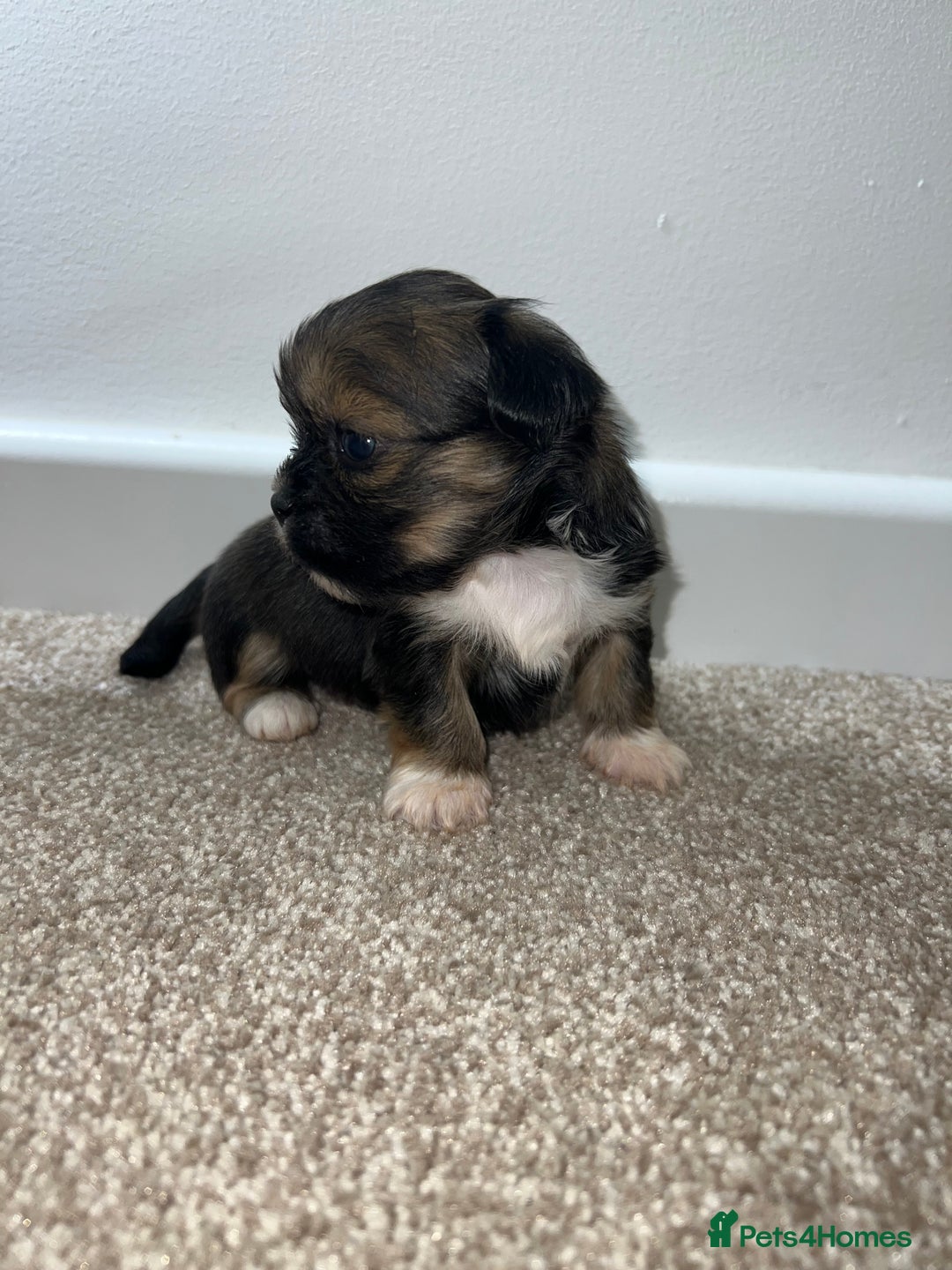 Lhasa Apso dogs for sale: 5 beautiful Lhasa babies! - Image 4