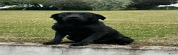 Labrador Retriever dogs for sale: OUTSTANDING LITTER OF BLACK & YELLOW PUPPIES - Advert 15