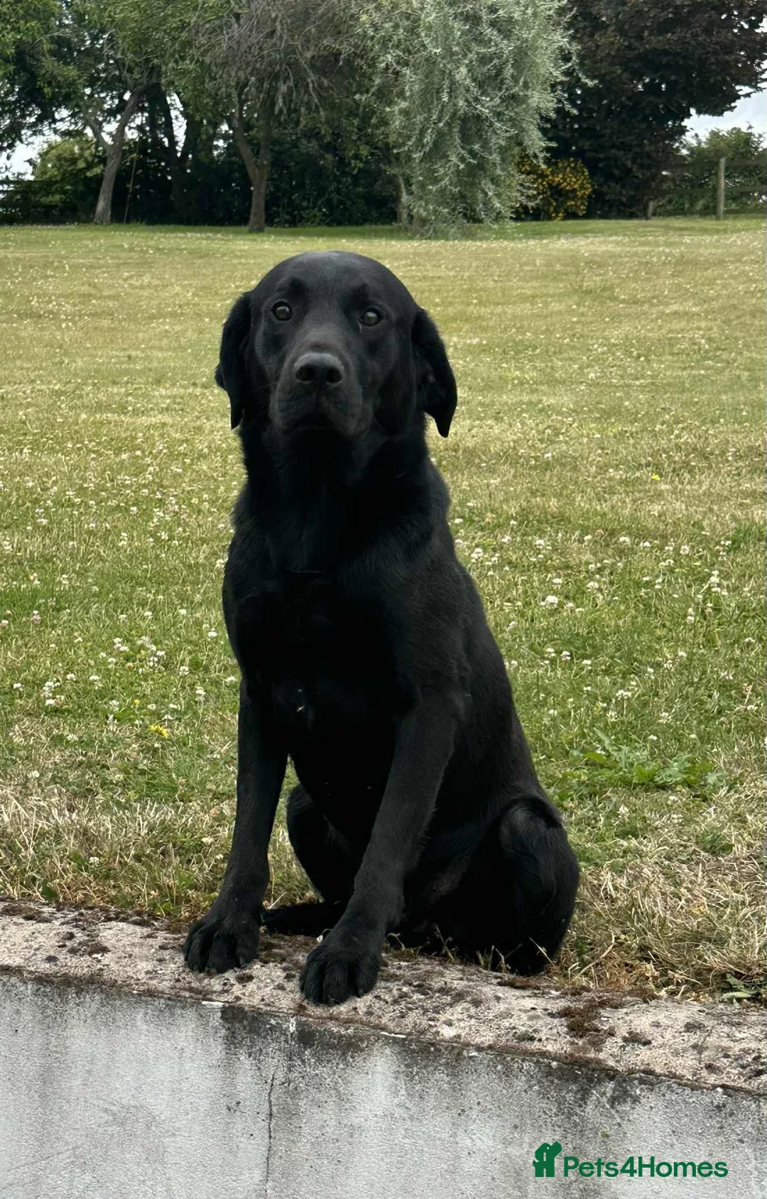 Labrador Retriever dogs for sale: OUTSTANDING LITTER OF BLACK & YELLOW PUPPIES - Advert 15