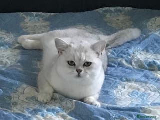 British Shorthair cats 🐾 British Shorthair Silver Shaded Stud 🐾 in Basildon - Advert 1