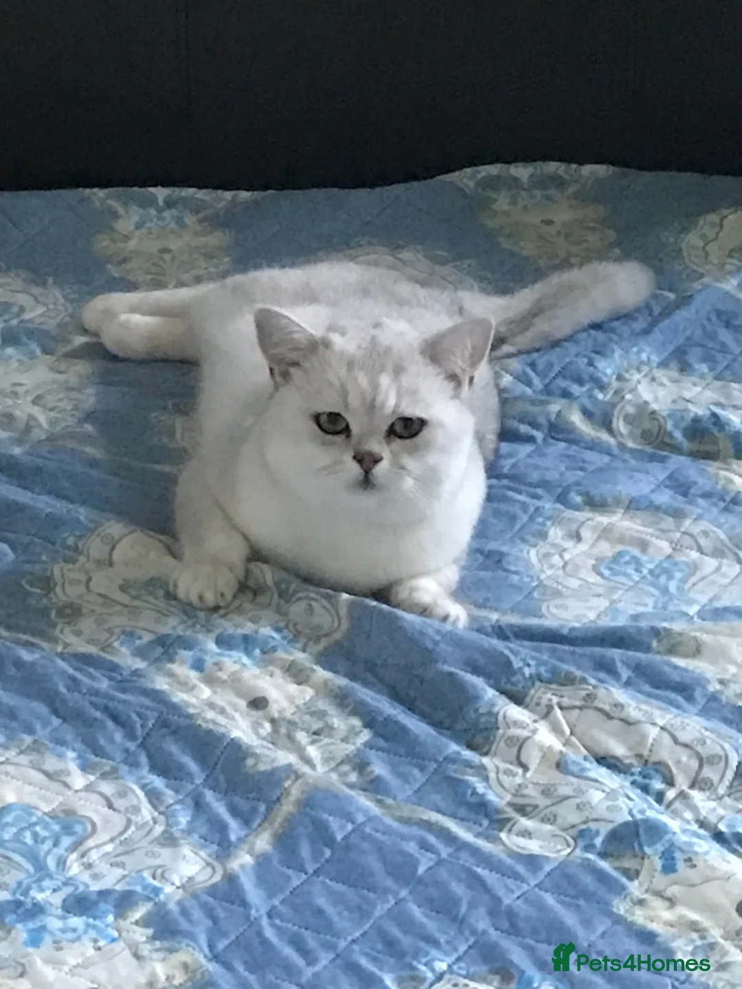 British Shorthair cats for stud: 🐾 British Shorthair Silver Shaded Stud 🐾 in Basildon - Advert 1