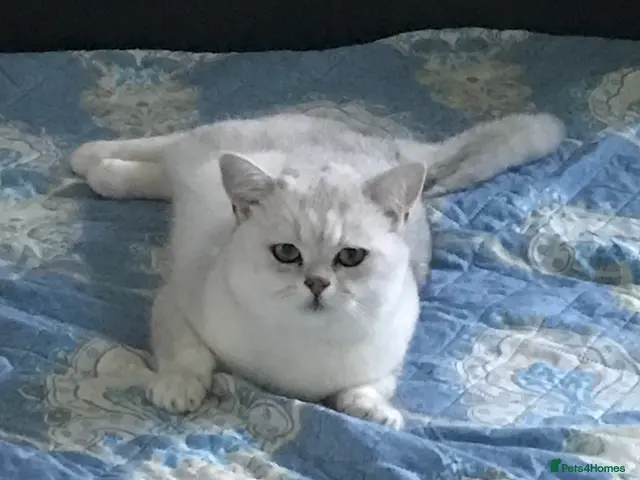 British Shorthair cats 🐾 British Shorthair Silver Shaded Stud 🐾 - Advert 3
