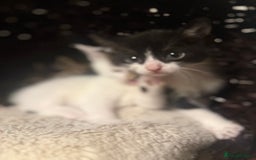 Mixed Breed cats for sale: Ready to find the best homes  - Image 2