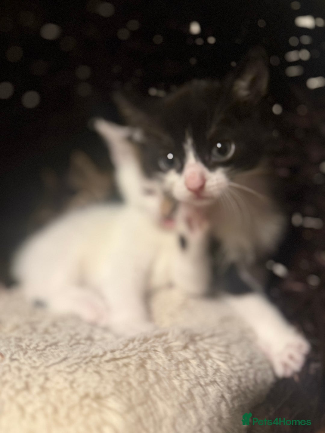 Mixed Breed cats for sale: Ready to find the best homes  - Image 2