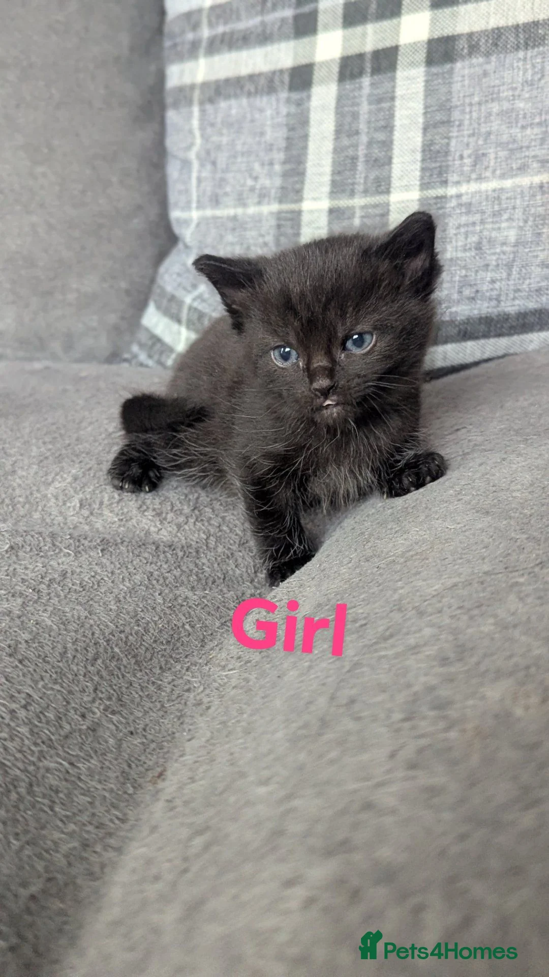 Mixed Breed cats for sale: Last 3 available  in Tonbridge - Advert 3