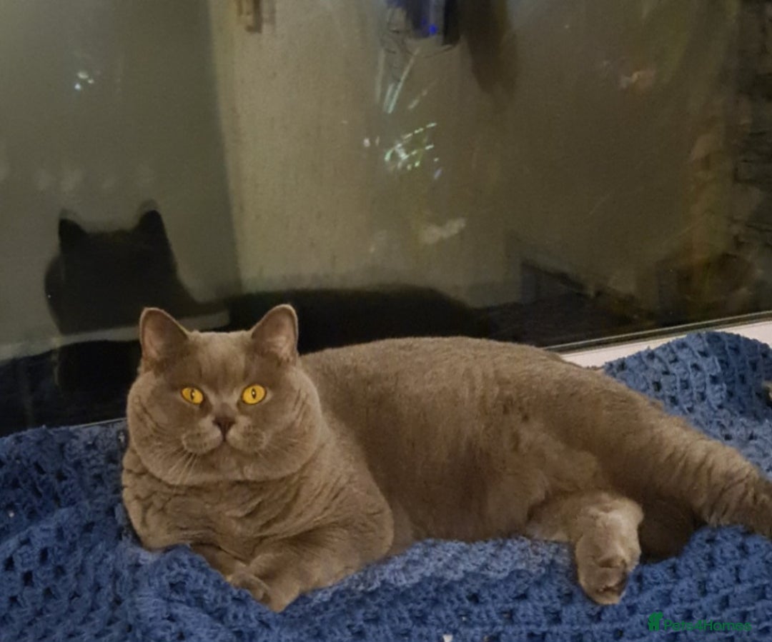 British Shorthair cats for stud: FOR MATING ONLY. Registered GCCF Quality Boy . in Mexborough - Image 2