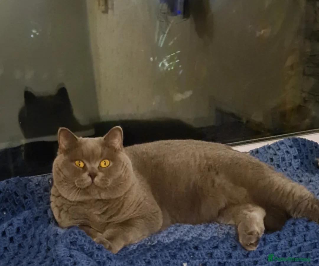 British Shorthair cats for stud: FOR MATING ONLY. Registered GCCF Quality Boy . in Mexborough - Advert 2
