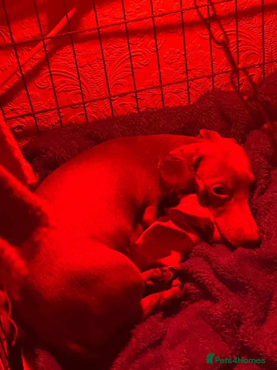 Miniature Dachshund dogs for sale: Beautiful boy - Advert 11