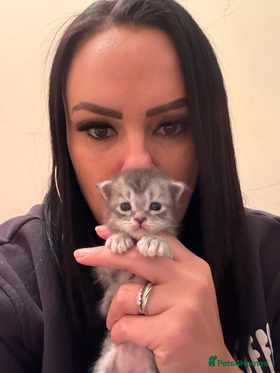 Maine Coon cats for sale: 👑 Stunning pedigree Maine coon kittens 👑  - Advert 2