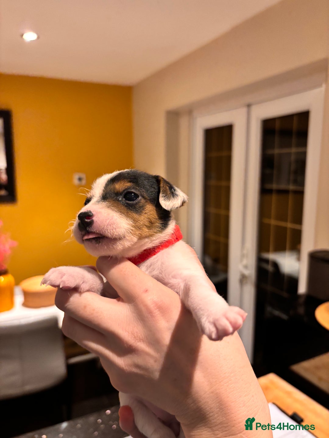 Parson Russell dogs for sale: Parsons Russell Puppies - Advert 5