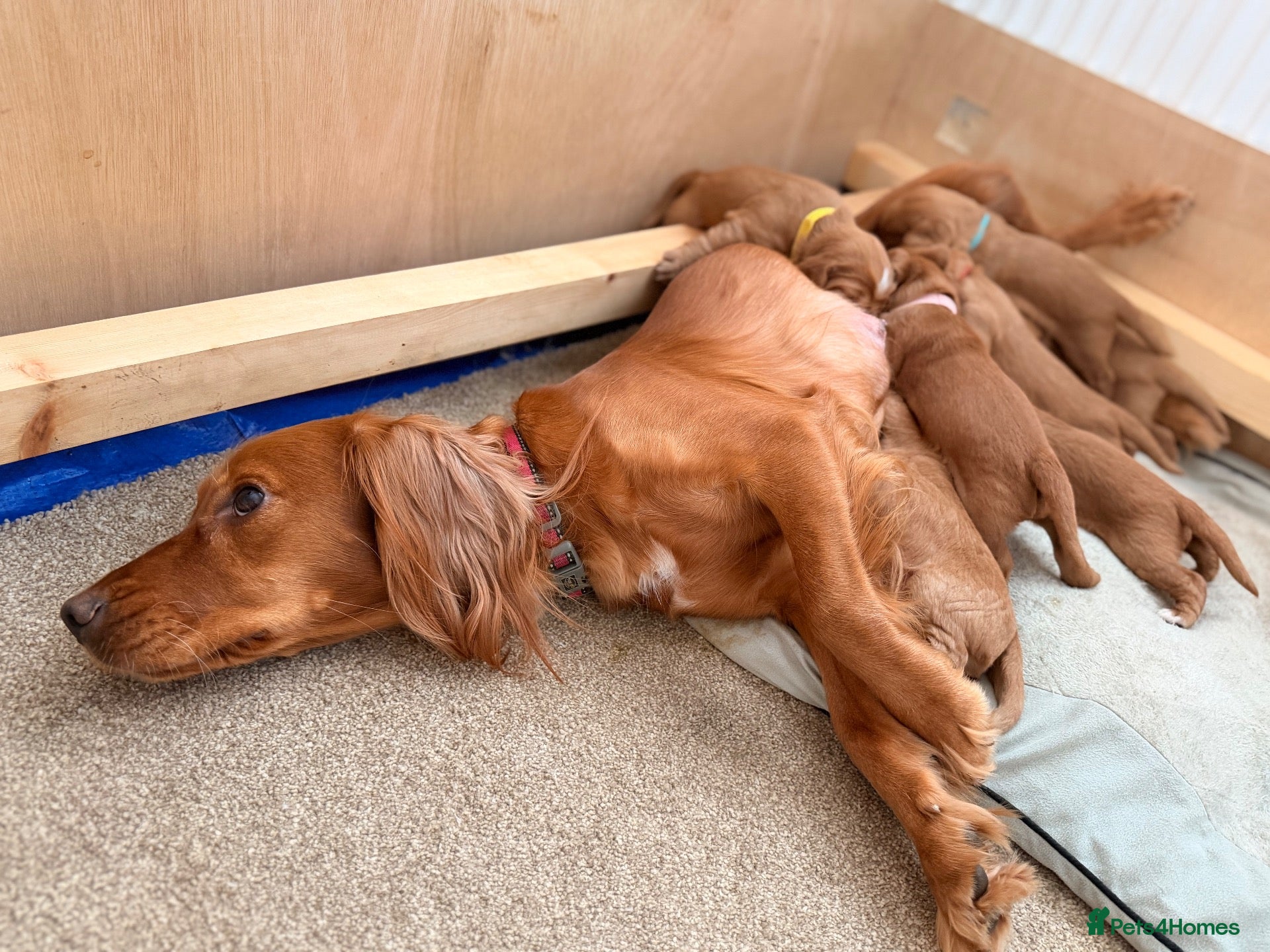 Cocker Spaniel dogs KC Registered Cocker Spaniel puppies  - Advert 2