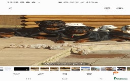 Rottweiler dogs for sale: Kc reg full German champion rottweiler puppies   - Image 18