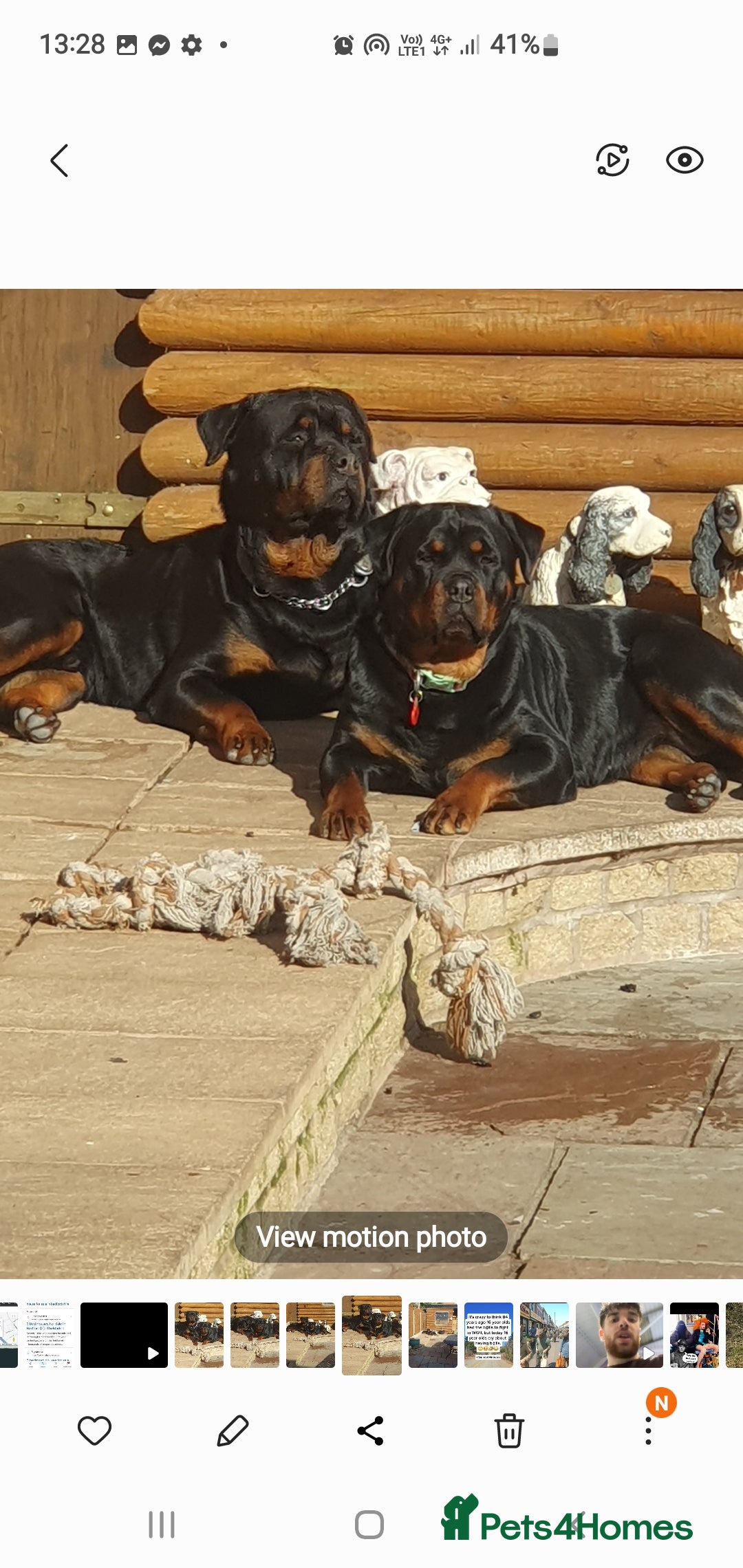 Rottweiler dogs for sale: Kc reg full German champion rottweiler puppies   - Image 18