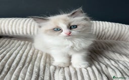 Ragdoll cats for sale: Ready To Leave Gorgeous Male  - Image 5