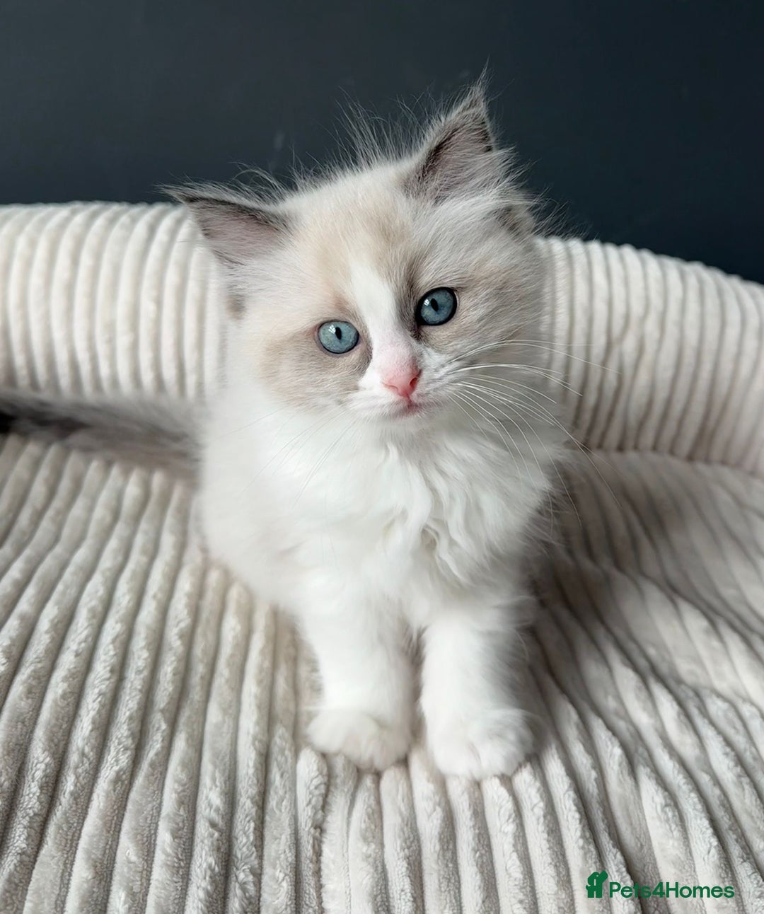 Ragdoll cats for sale: Ready To Leave Gorgeous Male  - Image 5