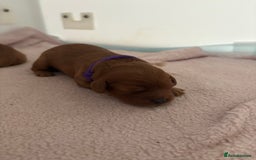 Cavapoo dogs for sale: Extensively Tested Stunning Toy F1 Red Cavapoo’s - Image 12
