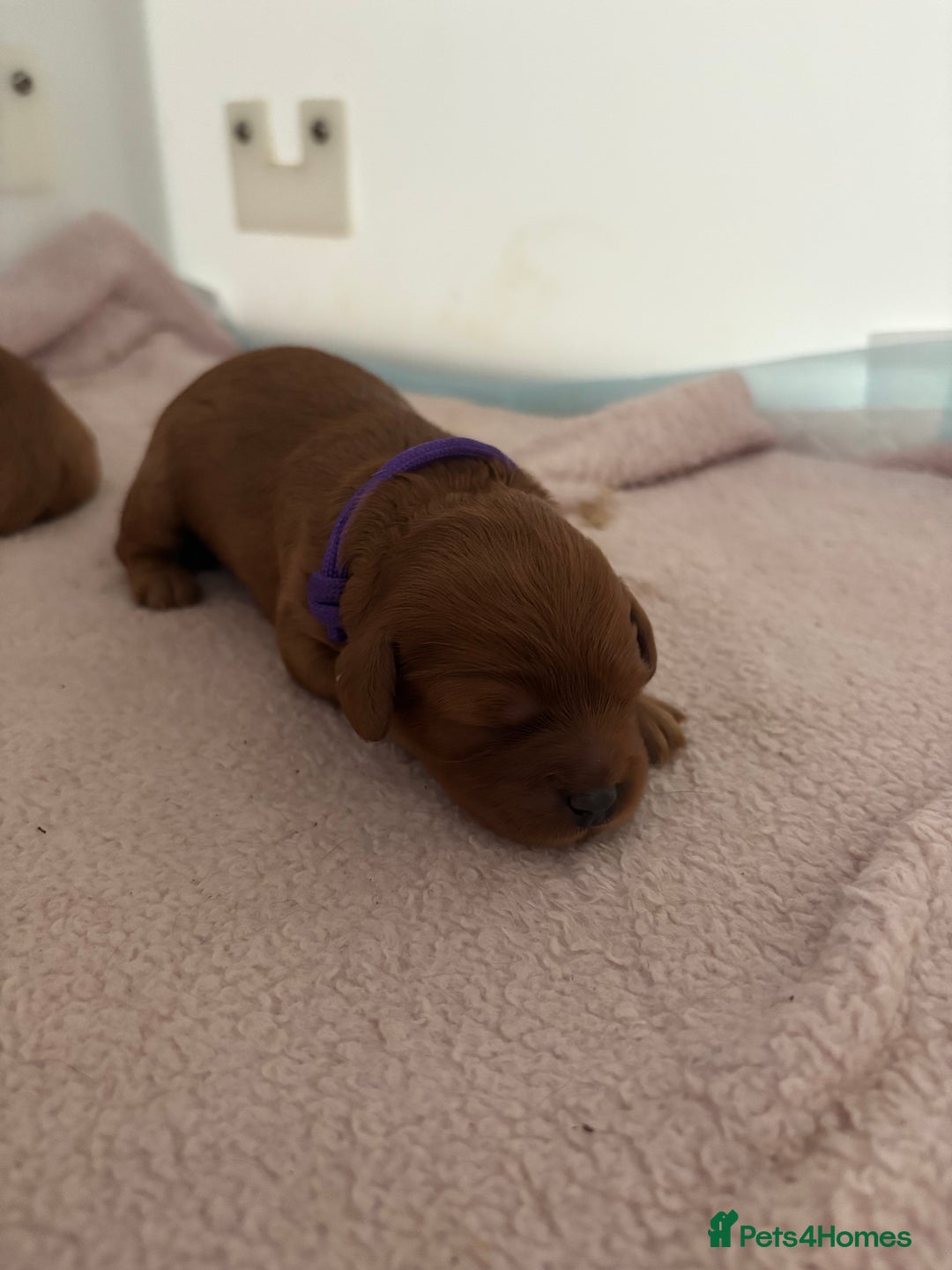 Cavapoo dogs for sale: Extensively Tested Stunning Toy F1 Red Cavapoo’s - Image 12