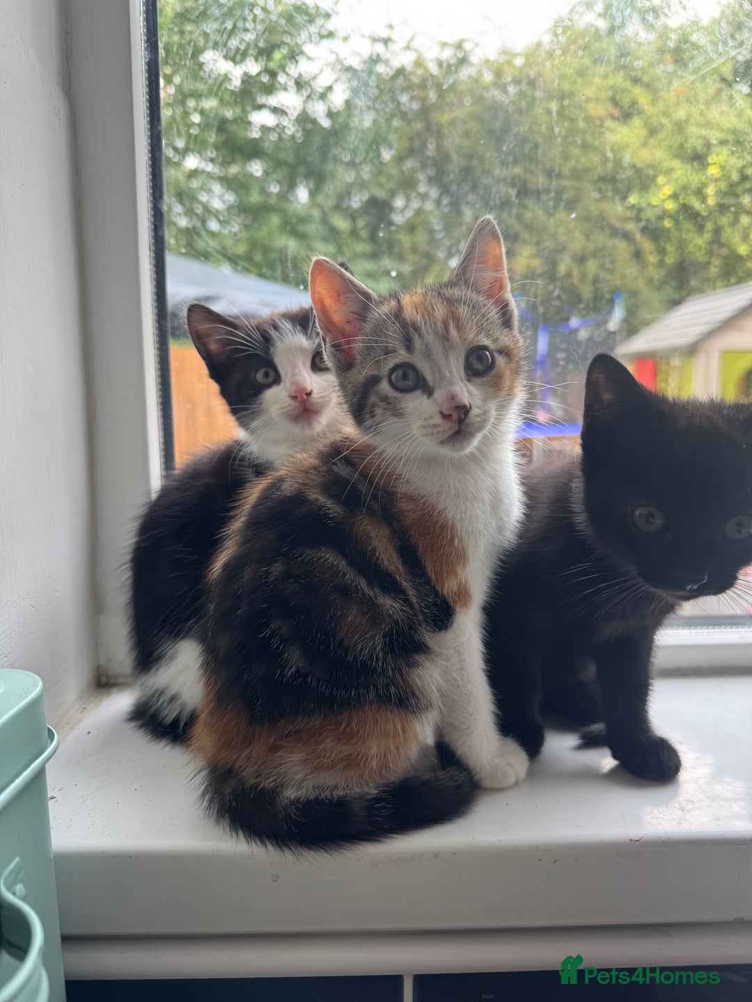 Mixed Breed cats for sale: Ready to go :) Beautiful playful kittens  - Image 2