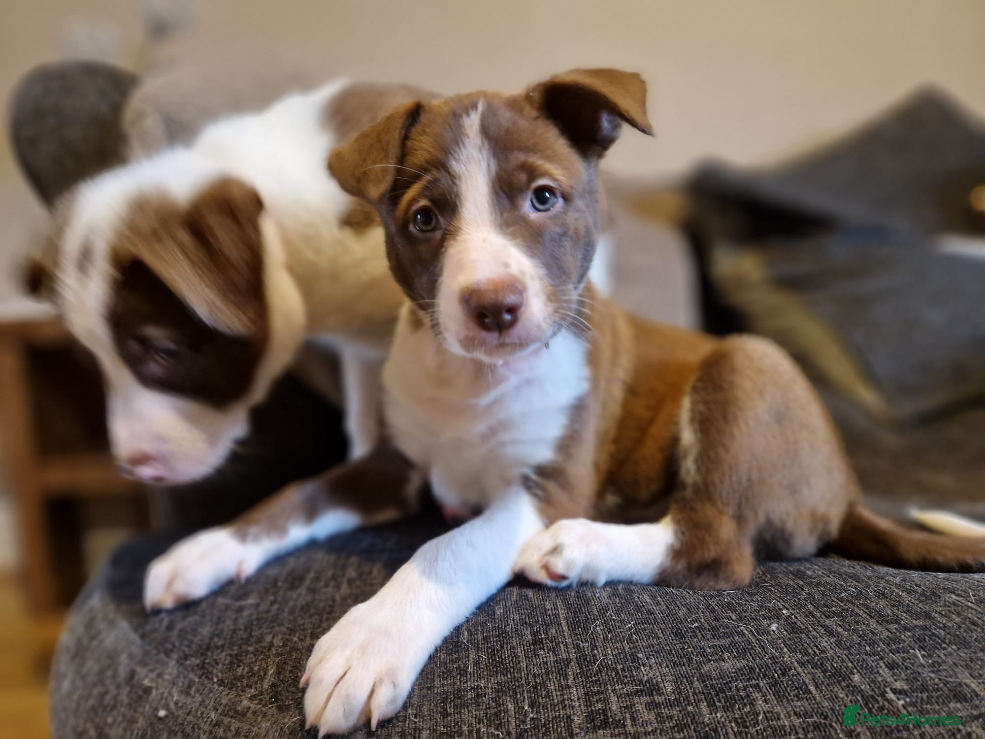 Mixed Breed dogs Puppies Bull grehound x collie (bull lurchers) - Advert 3