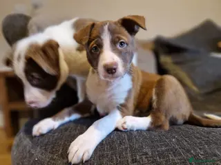 Mixed Breed dogs Puppies Bull grehound x collie (bull lurchers) - Advert 3