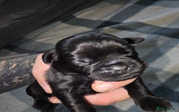 Mixed Breed dogs for sale: Pugapoo - Image 3