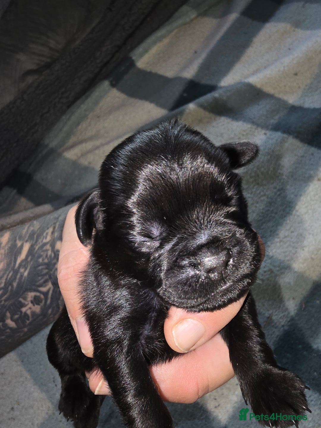 Mixed Breed dogs for sale: Pugapoo - Image 3