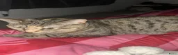 Domestic Shorthair cats for sale: Female cats - Advert 4